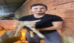 Bir yanında koyun sürüsü, diğer yanında dans pisti