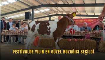 Festivalde yılın en güzel buzağısı seçildi