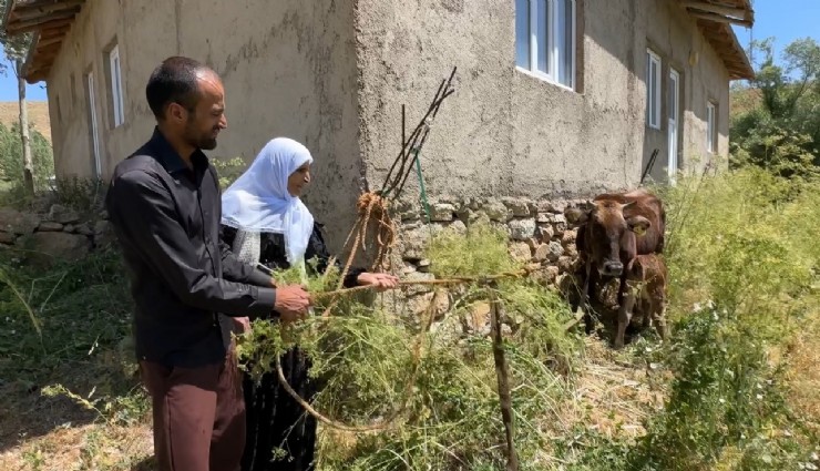 Hakkari'de ineği telef olan Ayni teyze, 7 inek, 5 buzağı sahibi oldu