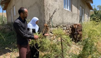 Hakkari'de ineği telef olan Ayni teyze, 7 inek, 5 buzağı sahibi oldu