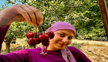 İhracatlık kirazda hasat dönemi başladı