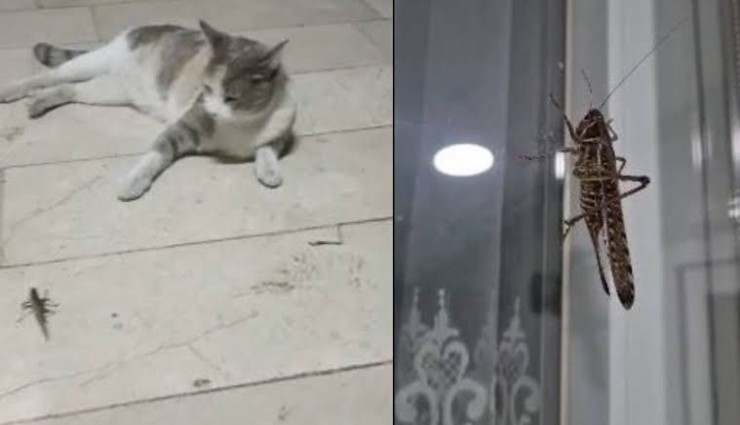 İstanbul'da dev çekirge alarmı