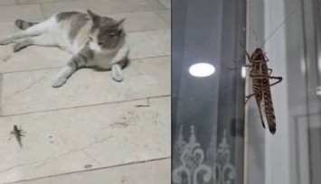 İstanbul'da dev çekirge alarmı