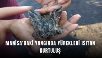 Manisa'daki yangında alevlerin arasında kalan 3 yavru tavşan kurtarıldı
