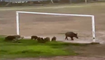 Muğla'da yaban domuzları futbol sahasına indi