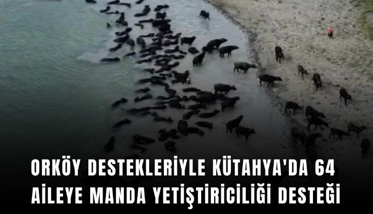 ORKÖY destekleriyle Kütahya'da 64 aileye manda yetiştiriciliği desteği