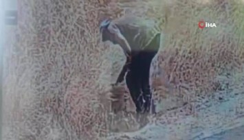 Otları çakmakla ateşe verdi, kameraya yakalandı