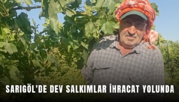 Sarıgöl'de dev salkımlar ihracat yolunda