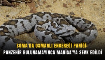Soma'da Osmanlı engereği paniği: Panzehir bulunamayınca Manisa'ya sevk edildi