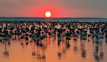 Tuz Gölü'nde yavru flamingo sayısında zirve