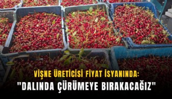 Vişne üreticisi fiyat isyanında: 'Dalında çürümeye bırakacağız'