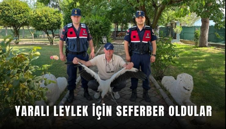 Yaralı leylek için seferber oldular