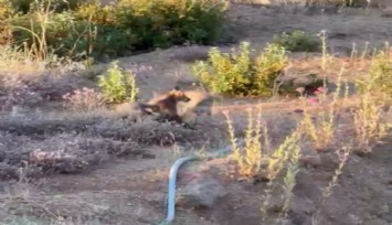 Yaşam alanları daralan tilkiler şehir merkezlerine indi