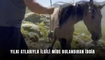 Yılkı atlarıyla ilgili mide bulandıran iddia